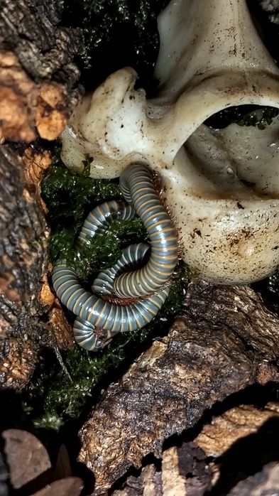 Milípedes ( Benoitolus sp. Khao Sok )