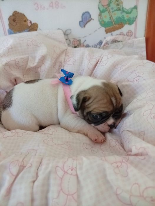 Buldog francês super meigos