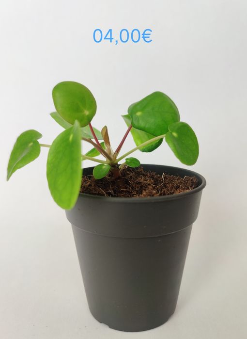 Planta bebé pilea peperomioides