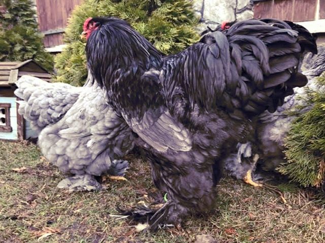Інкубаційне яйце. Курчата, Брама блакитна, лавандова, помаранчева.