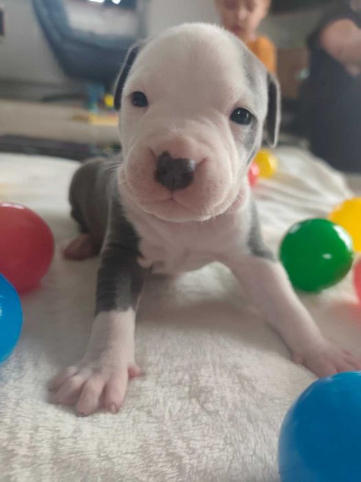 American Staffordshire Terrier AMSTAFF – szczenięta z rodowodem