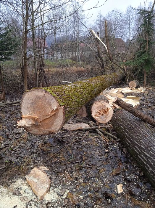 Дерево Кругляк Тополі