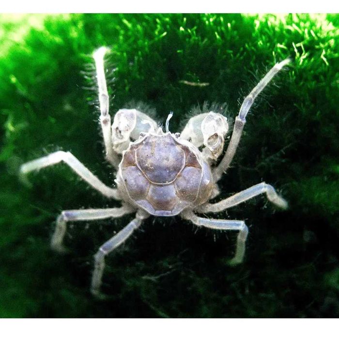 Krab micro ( Limnopilos Naiyanetri) . Cetarius.
