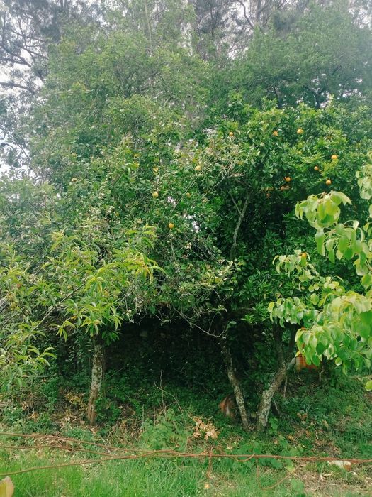 Vende-se Terreno de Cultivo com Currais para Animais – Aveleira - Penacova