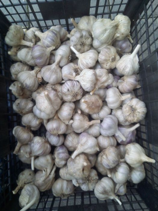 Czosnek Harnaś 50 szt