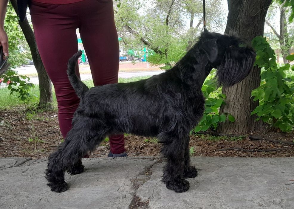 Цуценята (щенки) цвергшнауцера