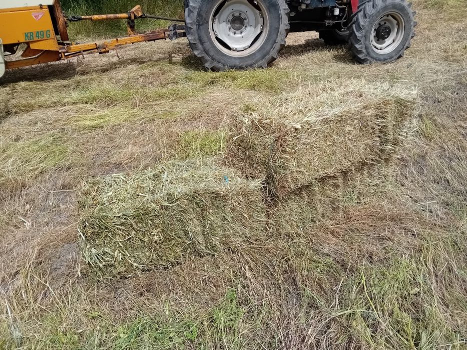 Vendo feno novo, 2025