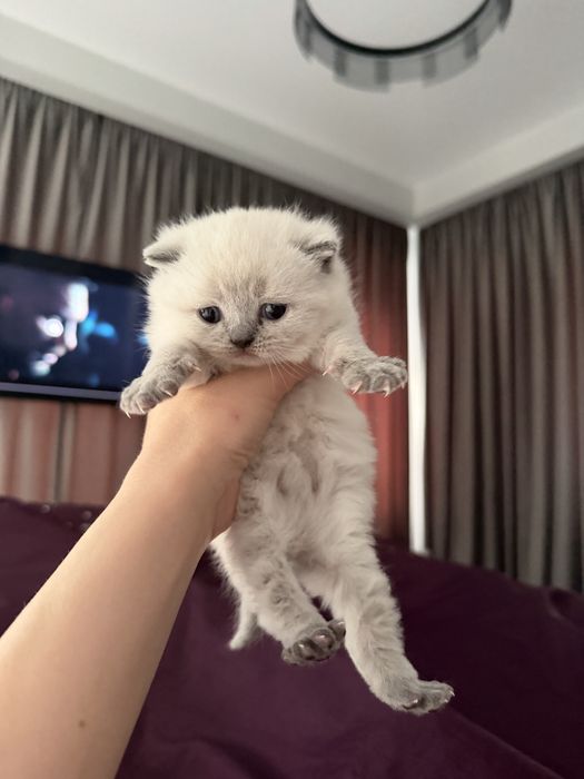 Кошенята британці