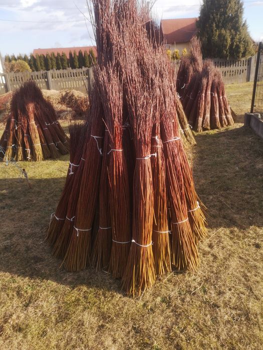 Wiklina zielona za sortowana