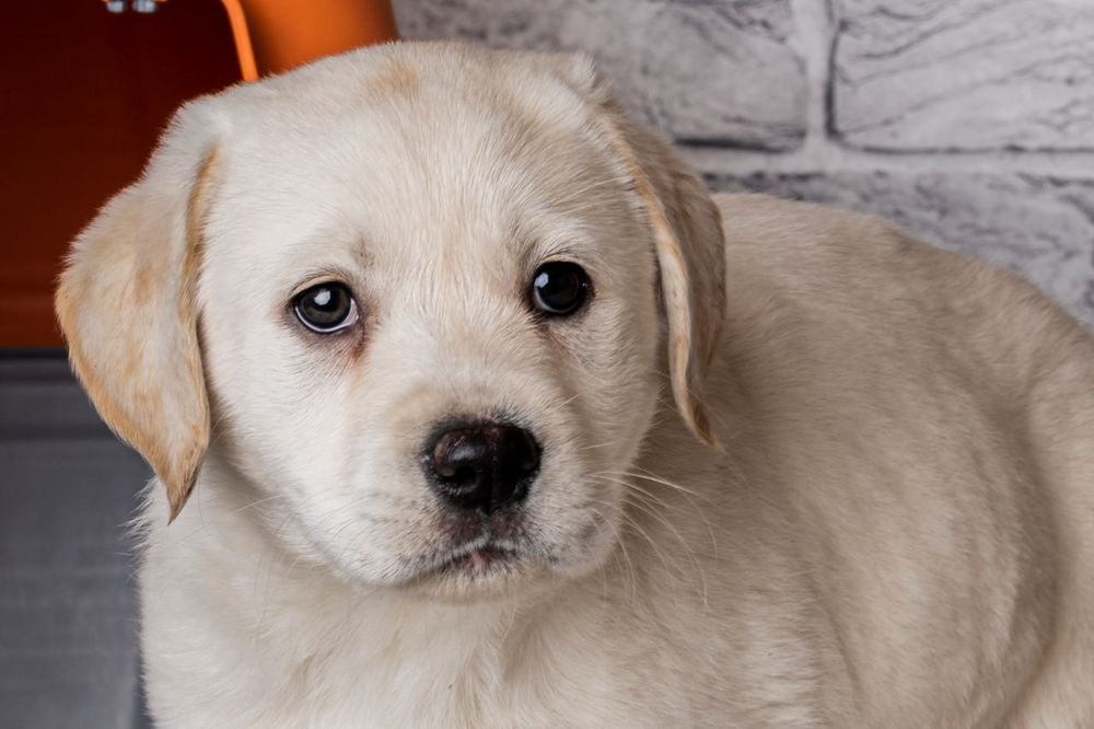 щенок лабрадора ретривера