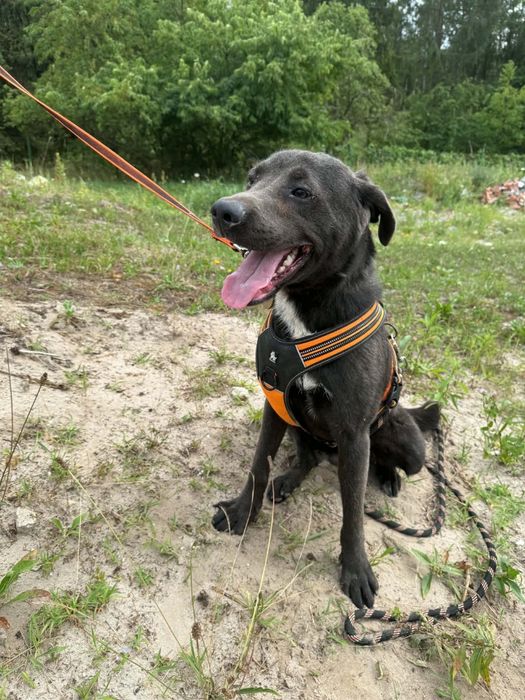 Śliczny psiak do adopcji..oddam za pies za darmo. Adopcja
