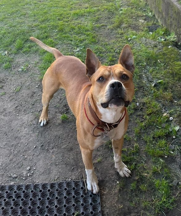 Симпатичний кавалер шукає подругу для вʼязки