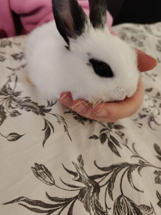 Króliczki miniaturki