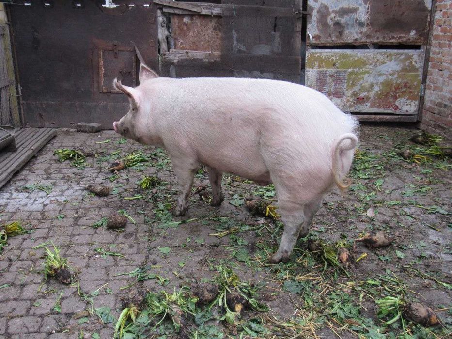Свині. Продам свиней живою вагою. Свинина