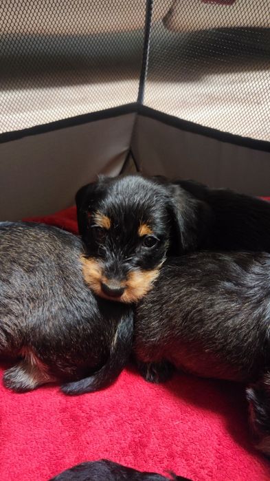 Jamnik szorstkowłosy