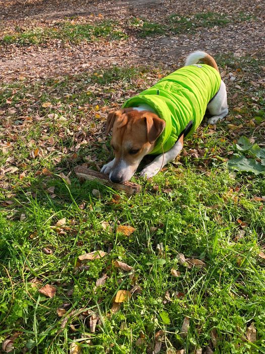 Вʼязка Jack Russell Джек Рассел