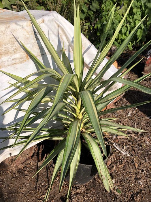 Yuca planta de interior ou exterior