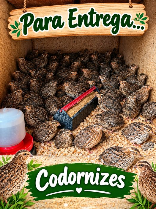 Codornizes novas