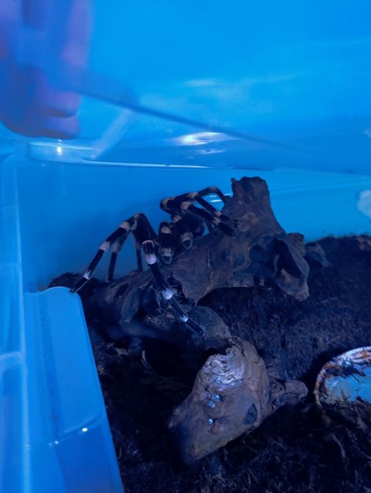 acanthoscurria geniculata samiec