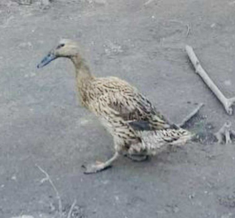 яйця качки Індійський бігунок