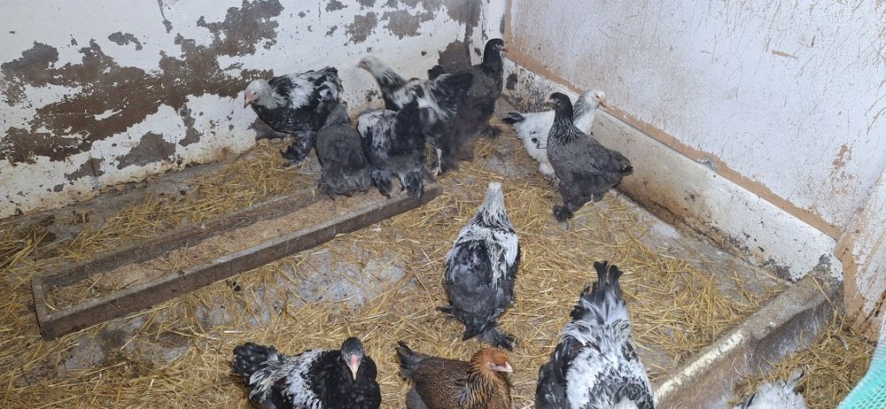 Brahma olbrzymia  koguty