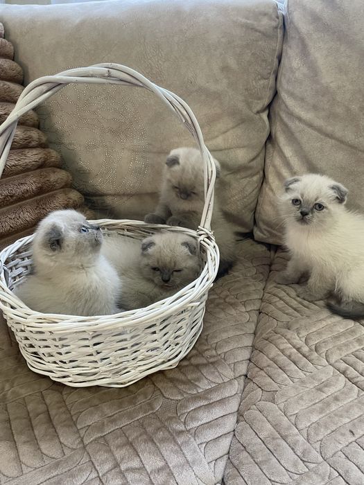 Шотландські кошенята