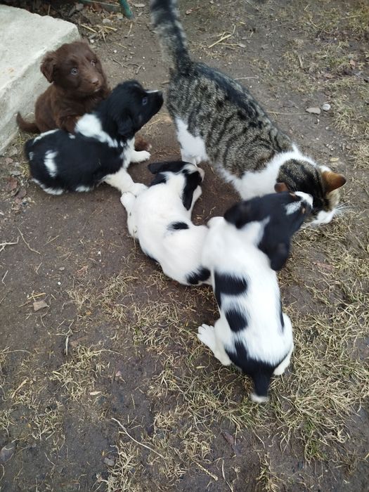 Szczeniaki 2 samce 4 suczki