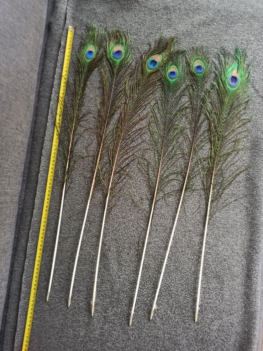 Pawie pióra naturalne
