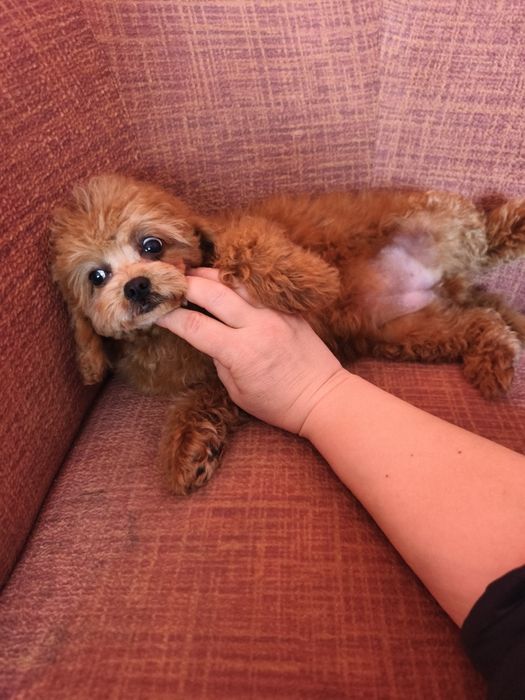 Дівчинка мальтіпу 3,5 місяці