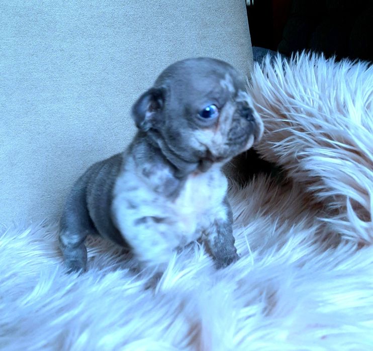 Buldog francuski sunia