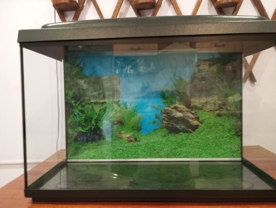 Акваріум,та рибки