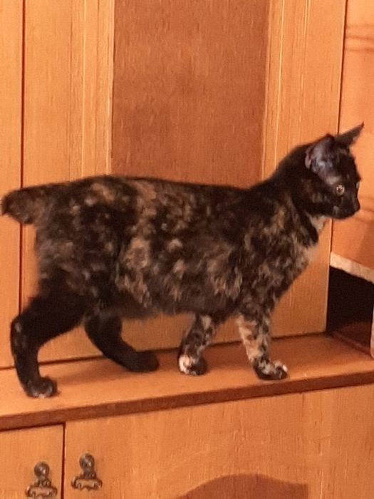 Курильский бобтейл 11 мес,редкий черепаховий окрас,дівчинка 8 міс.