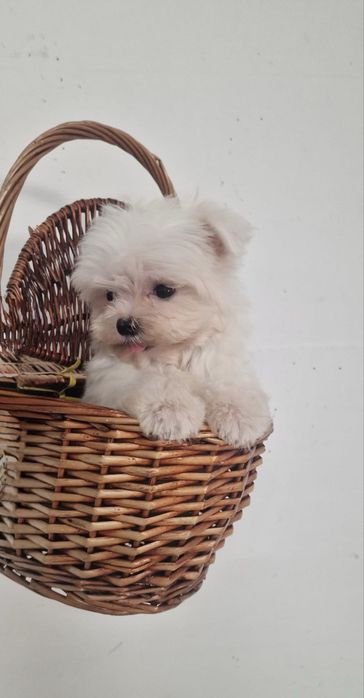 Excelente mini mini Bichon Maltes de Qualidade