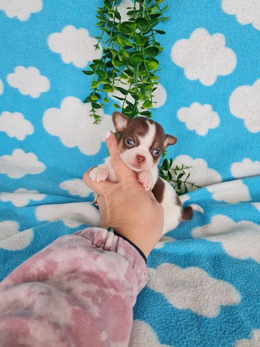 Excecional menino mini Chihuahua/Chiuaua,LinhagemRussa de Qualidd