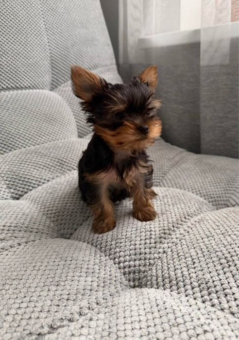 Дівчата йорка мілкий стандарт