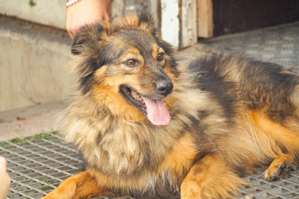 Fasta - kudlata suczka szuka domu