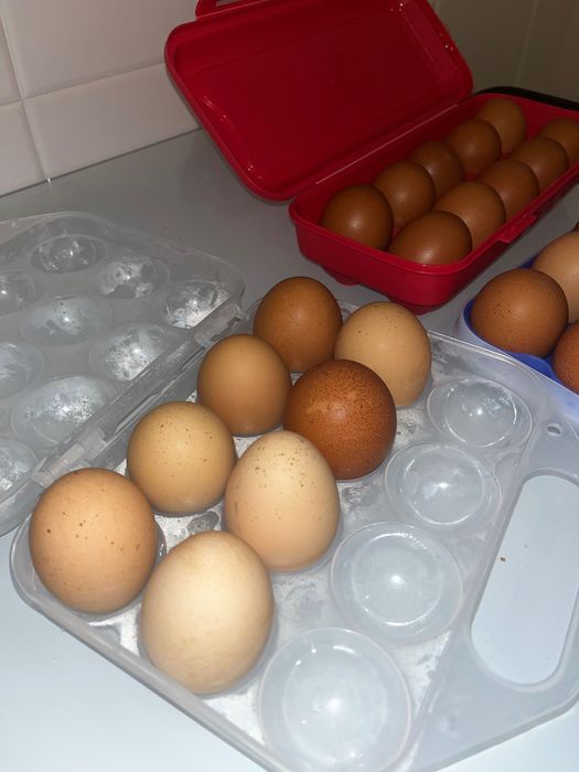 Ovos Biológicos Caseiros