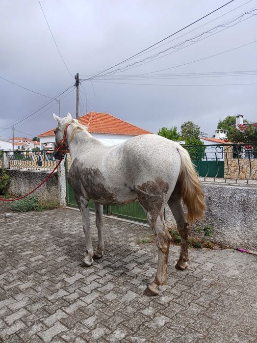 Vendo egua mosquiada bem montada