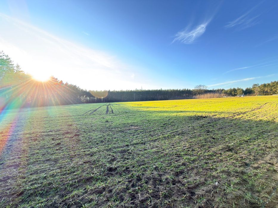 Kompleks 8 działek przy ścianie lasu – Bardzynin, gm Dalików