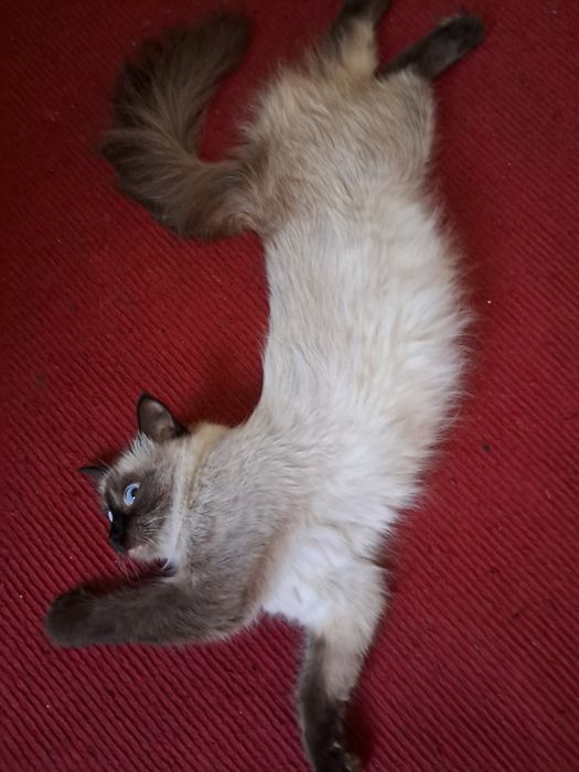 Вязка. Балінезійська кішка.