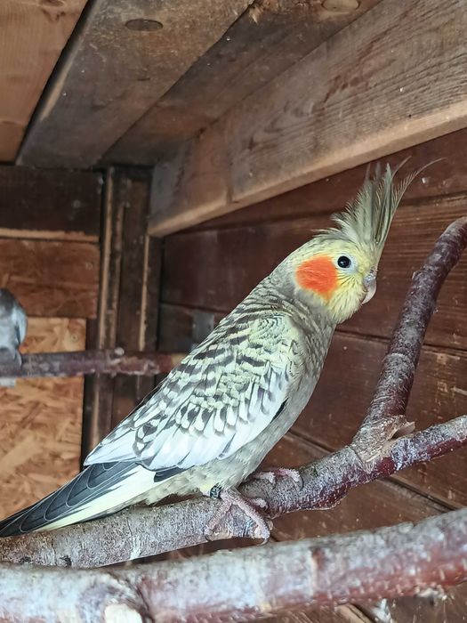 Nimfa wystawowa młoda