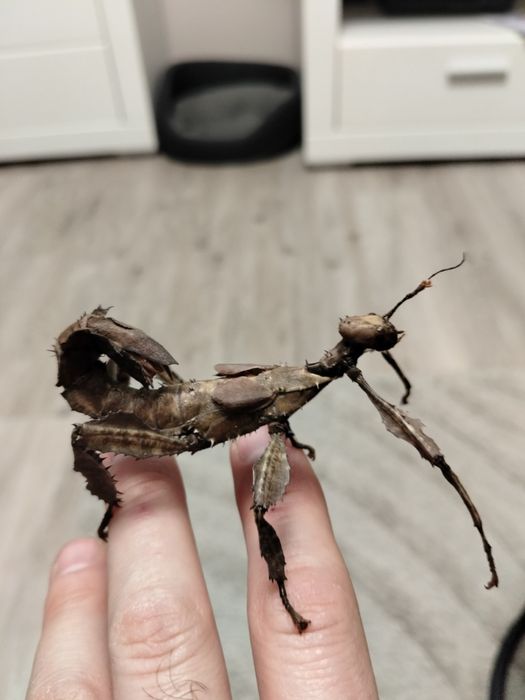 Straszyk australijski