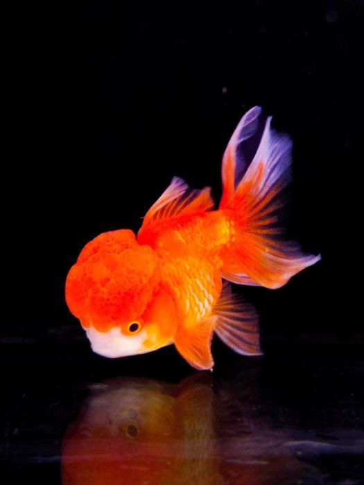 Ryba Welon Oranda