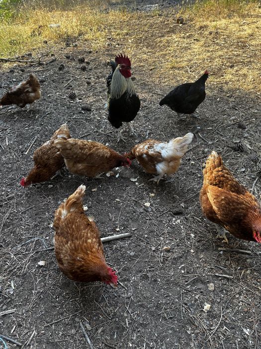 7 galinhas em postura mais 1 galo