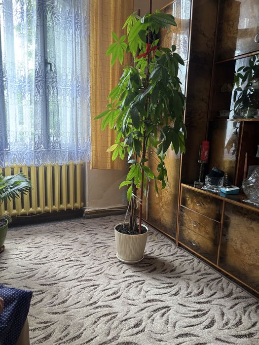Kwiat Pachira jednoroczny