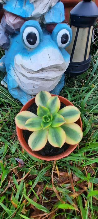 Plantas reprodução caseira adaptadas ao tempo.  Desde 3€. Vaso 8cm.