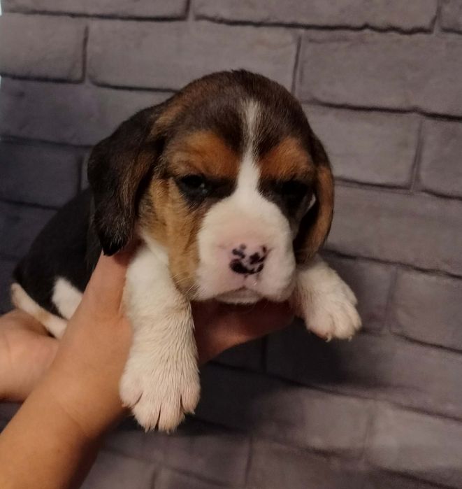Beagle szczeniak