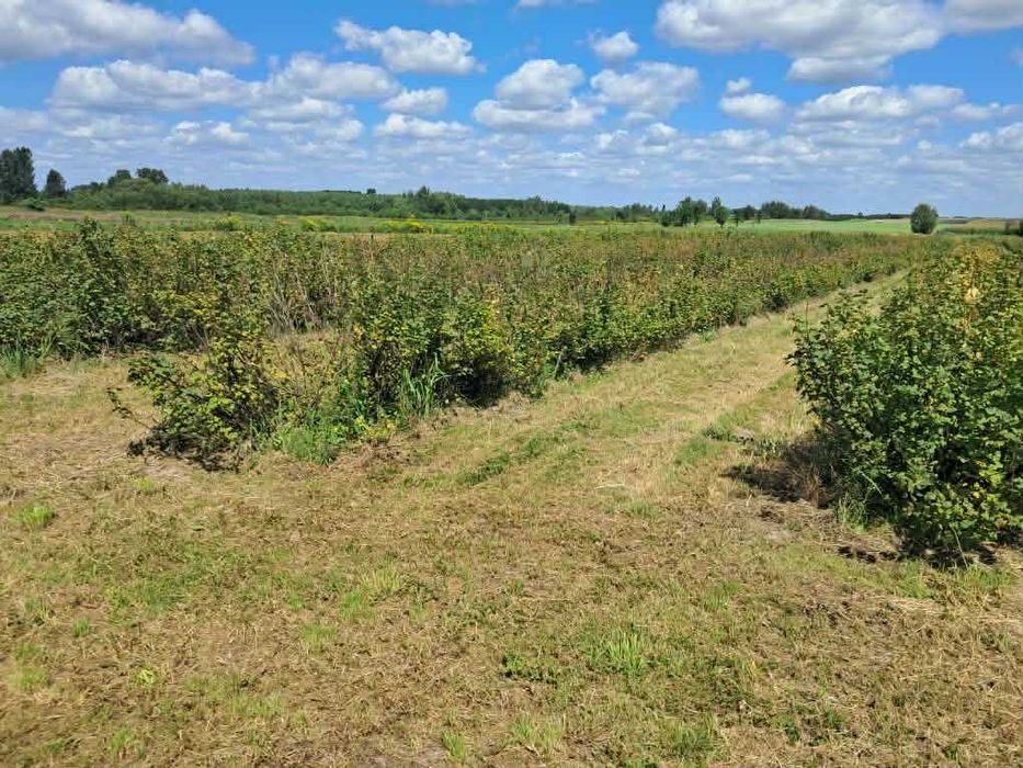 Działka rolna 0,8ha Sienno powiat Lipski - Widok 2