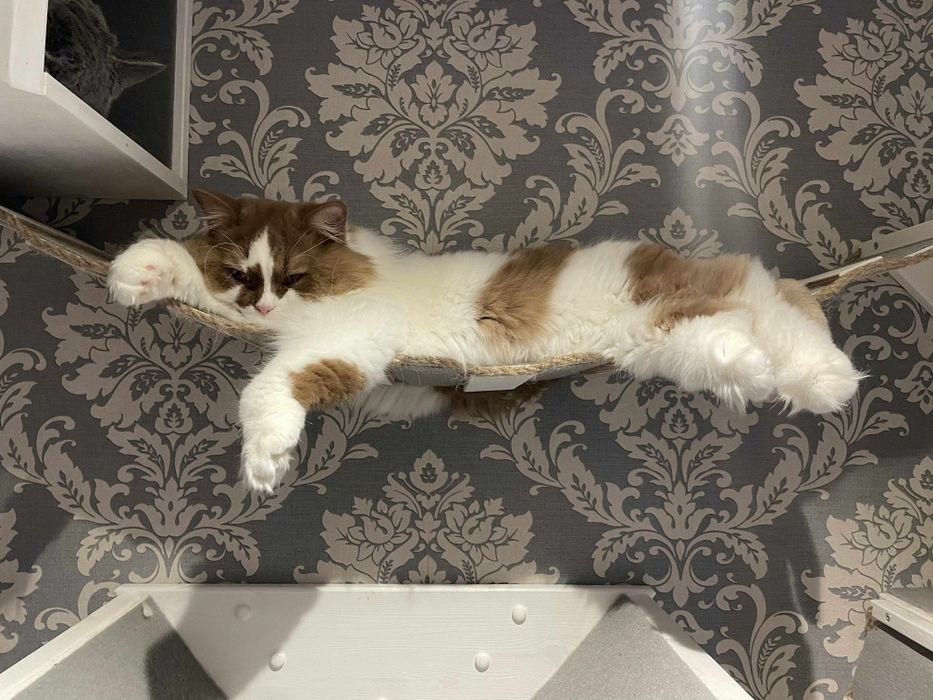 Kocur brytyjski na kolanka