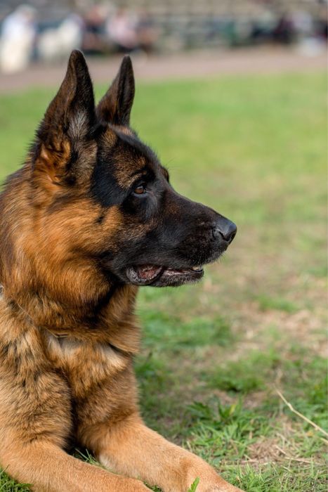Хлопчик німецької віварки 2,5 місяці. ККУ WDF
